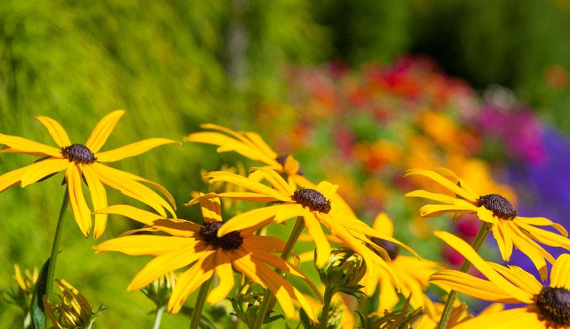 Black-eyed Susans